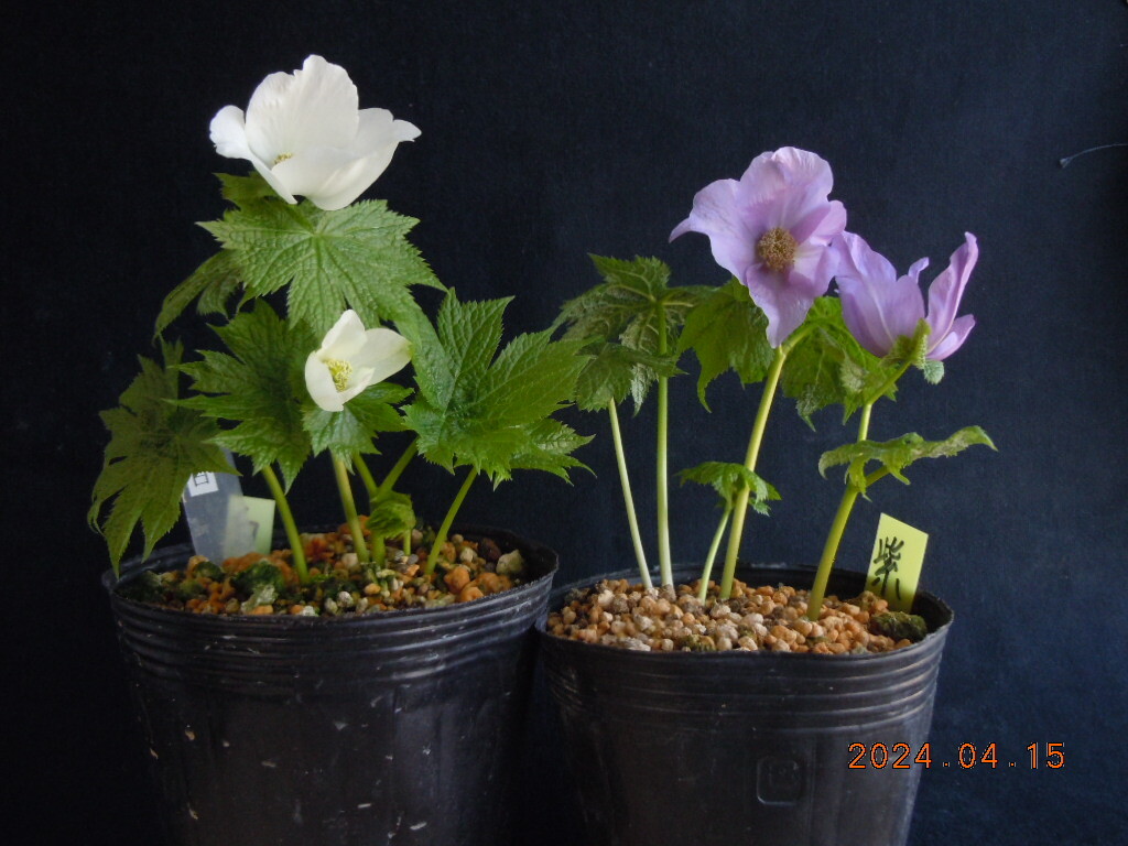 白花と紫花シラネアオイ の２ポット　セット_画像1