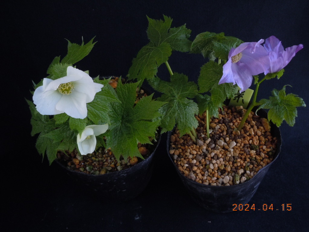 白花と紫花シラネアオイ の２ポット　セット_画像3