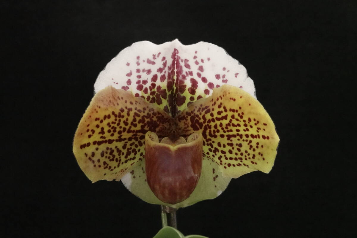 初花一点物 開花中 Paph Insect of Tengo × Nevada City 整型花 パフィオ 洋蘭の画像1