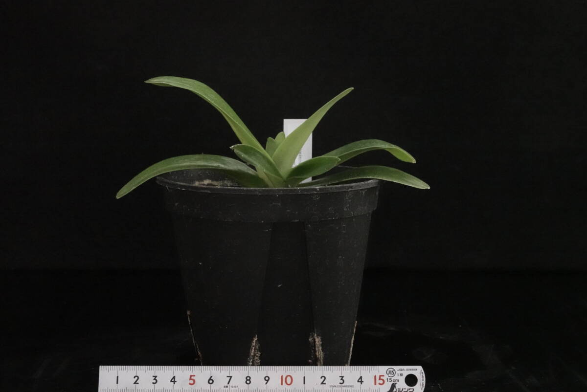 初蕾付株 今シーズン限定1株！ Paph philippinese var. robelenii fma. album 原種 パフィオ 洋蘭_画像3