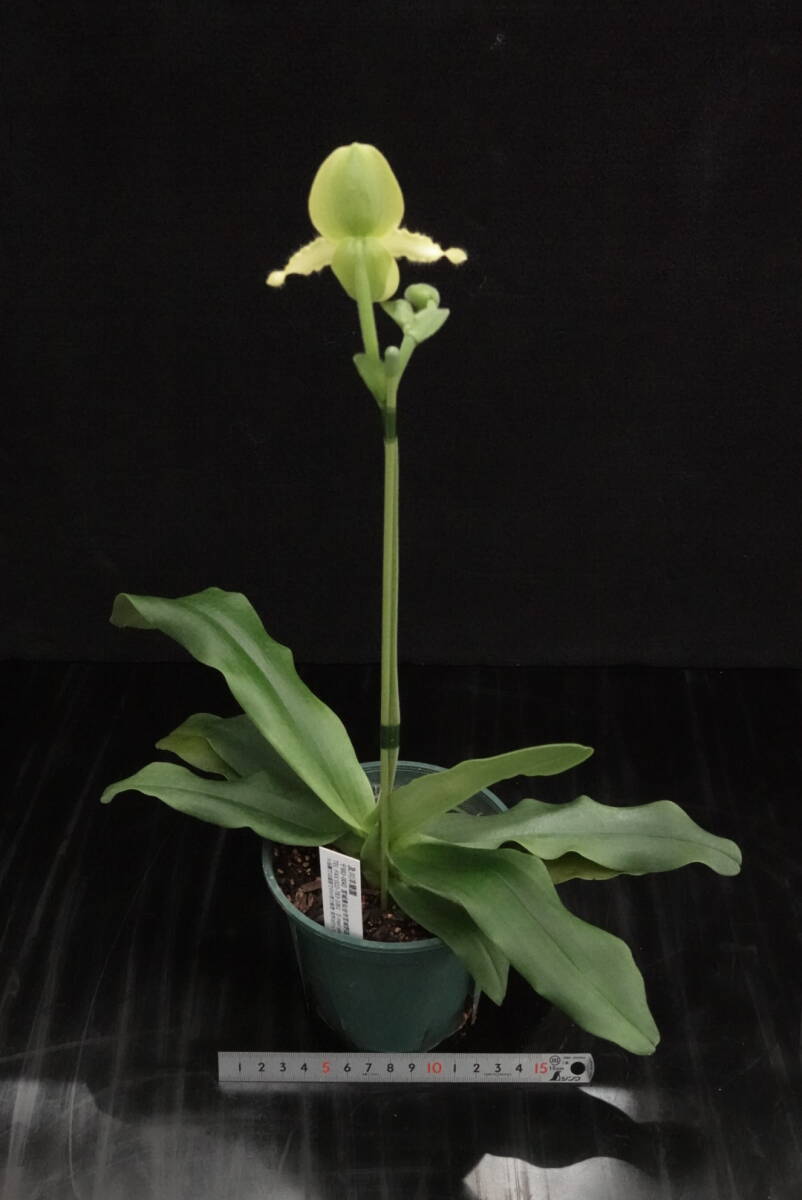 一点物 開花中 Paph primulinum 原種 パフィオ 洋蘭 _画像5