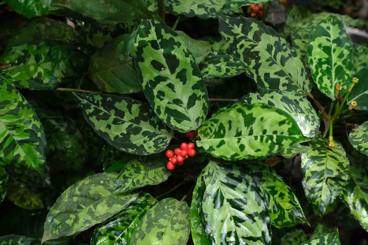 管34:Aglaonema pictum ちゃんぷーる from Padang Sidempuan【AZ0322-1e】No2の画像8