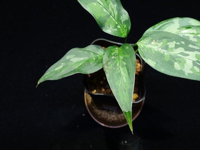 管17:Aglaonema pictum ちゃんぷーる from P.Pade【AZ0421-1】二芽、扱い難。の画像4