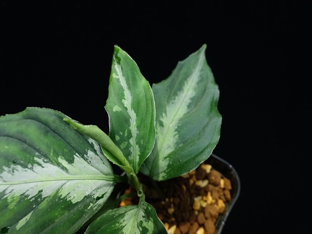 管18:Aglaonema pictumちゃんぷーるfrom Padang Sidempuan【AZ0322-1f】No2の画像4