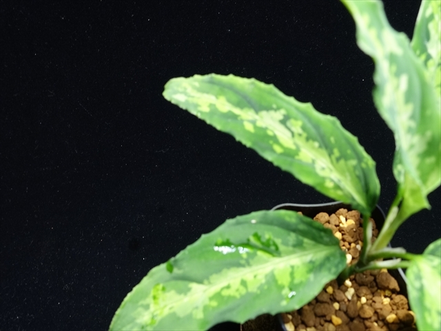 管20:Aglaonema pictum"ちゃんぷーる"HD from Aceh barat【AZ1019-2c】 稀斑 の画像5