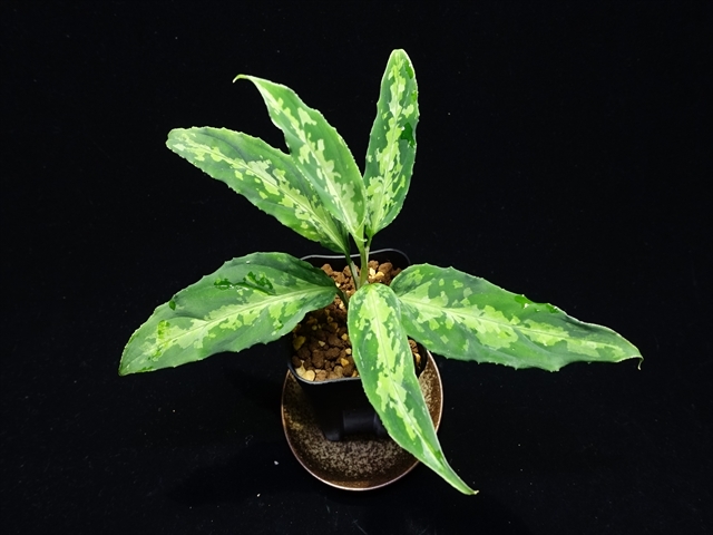 管20:Aglaonema pictum"ちゃんぷーる"HD from Aceh barat【AZ1019-2c】 稀斑 の画像1