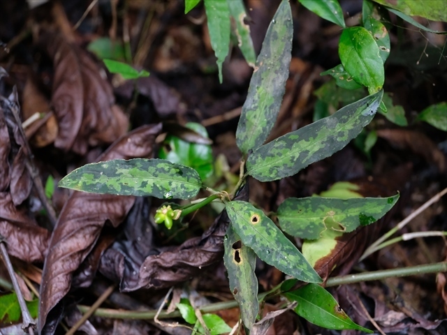 管20:Aglaonema pictum"ちゃんぷーる"HD from Aceh barat【AZ1019-2c】 稀斑 の画像9