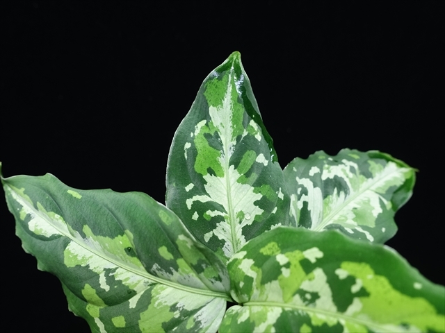 管33:Aglaonema pictum”Crusader”BNN from Sibolga timur【AZ0721-1a】No1の画像4