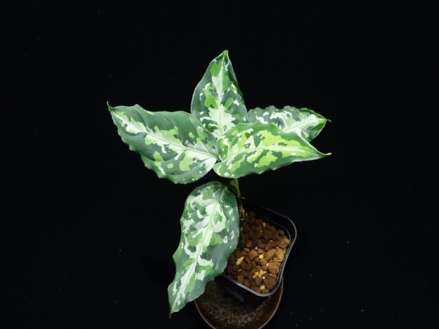 管33:Aglaonema pictum”Crusader”BNN from Sibolga timur【AZ0721-1a】No1の画像1