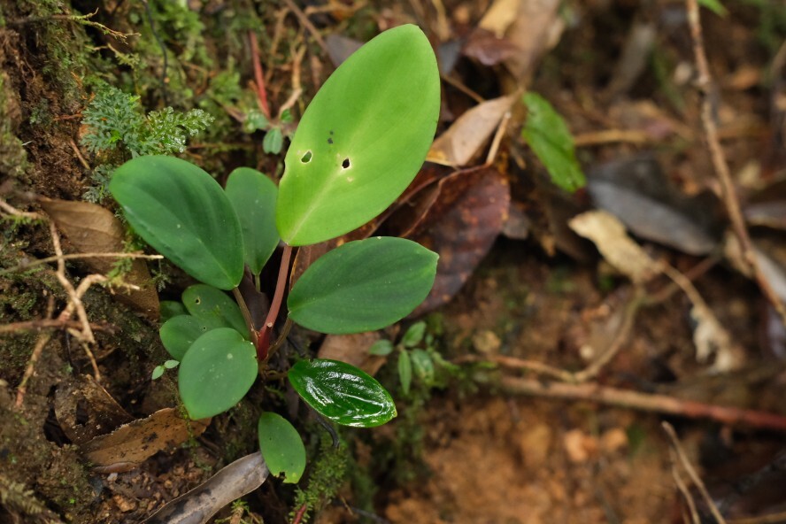 管2:Homalomena sp 緑甲冑 BNN from Sibolga timur【AZ1223-2】ホマロメナの画像9