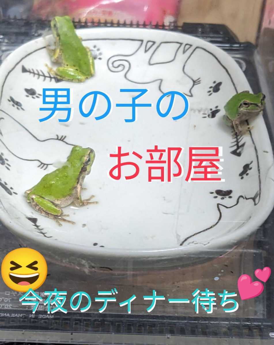 ●アマガエル・雄(男の子)１匹を６点出品★良く鳴いてまして、可愛ぃ〜です(#^.^#)♪♪大人のアマガエルです♪♪_殺気立ってます(≧▽≦)♪♪