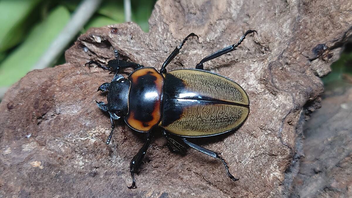 WILD  ゾンメルツヤクワガタ♂５９．５ミリペア スマトラ島 パダン産 インドネシア便の画像2