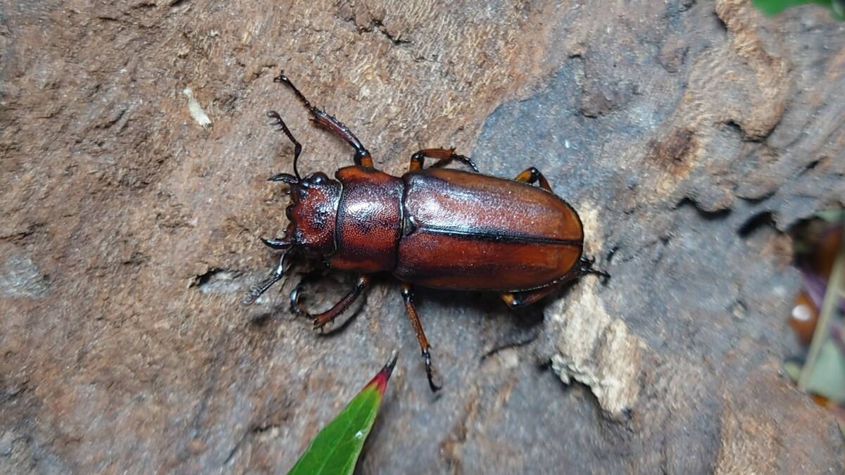 カナリクラトゥスホソアカクワガタ♂４８.1ミリペア 西ジャワ スカブミ Mt.Gede産 インドネシア便 WDの画像2