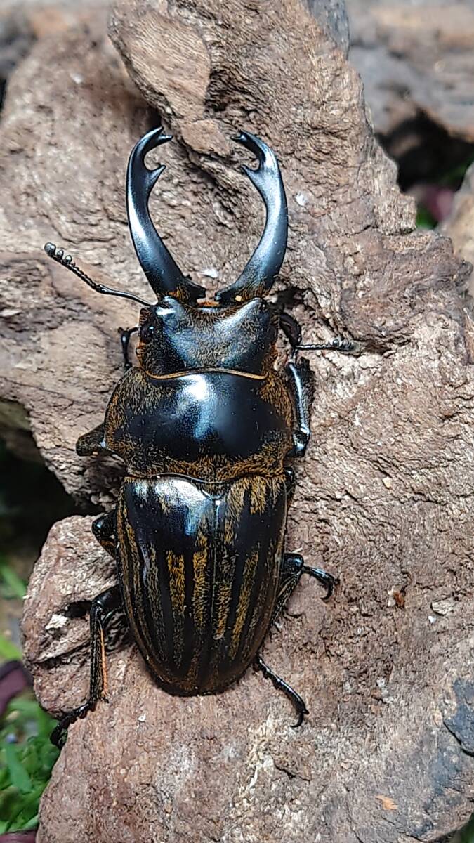 ストリアータツヤクワガタ♂４７ミリペア スマトラ島 パダン産 インドネシア便 WDの画像1