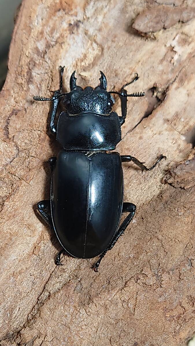 セアカフタマタクワガタ♂８７．５ミリペア 特大 スマトラ島 インドネシア便 ＷＤの画像2