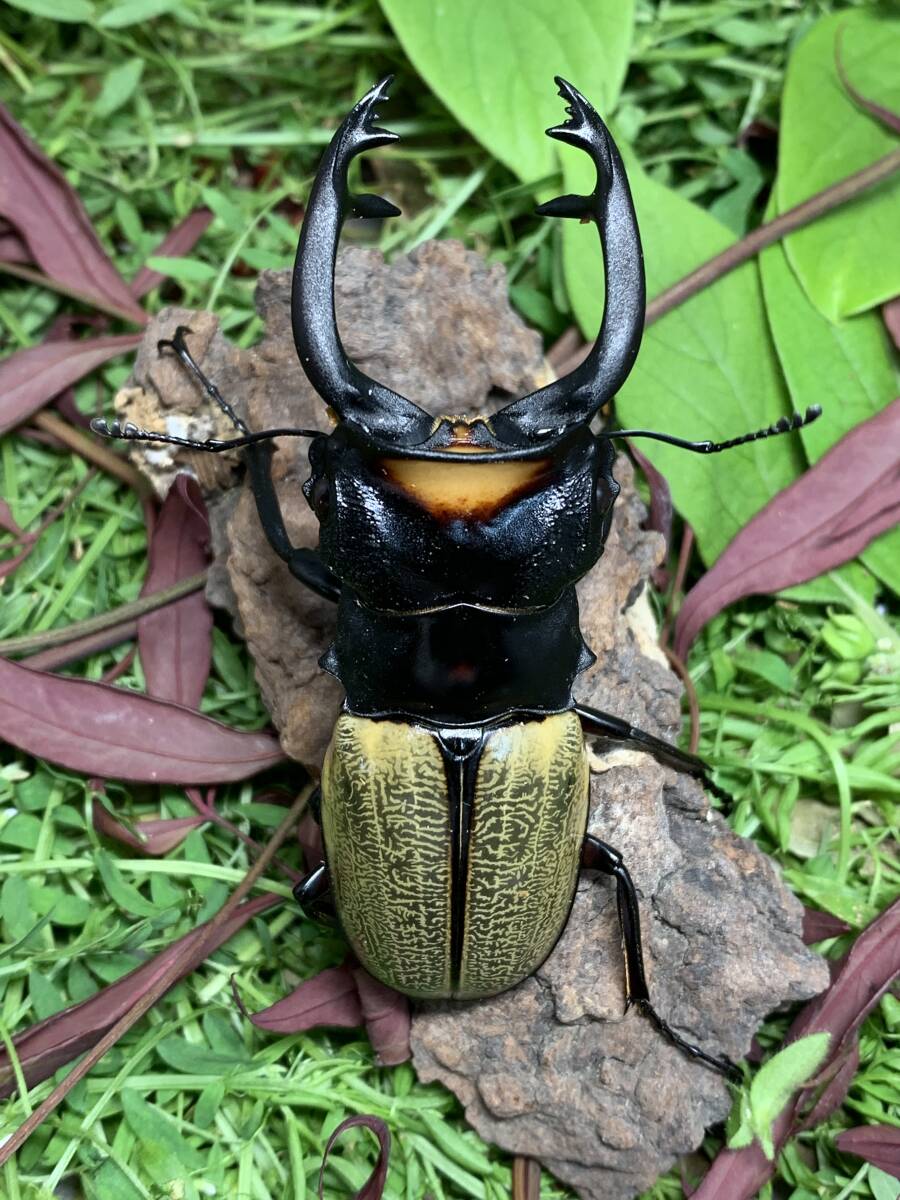 WILD スペクタビリスツヤクワガタ♂８０ミリペア スマトラ島 パダン産 インドネシア便 A1の画像1