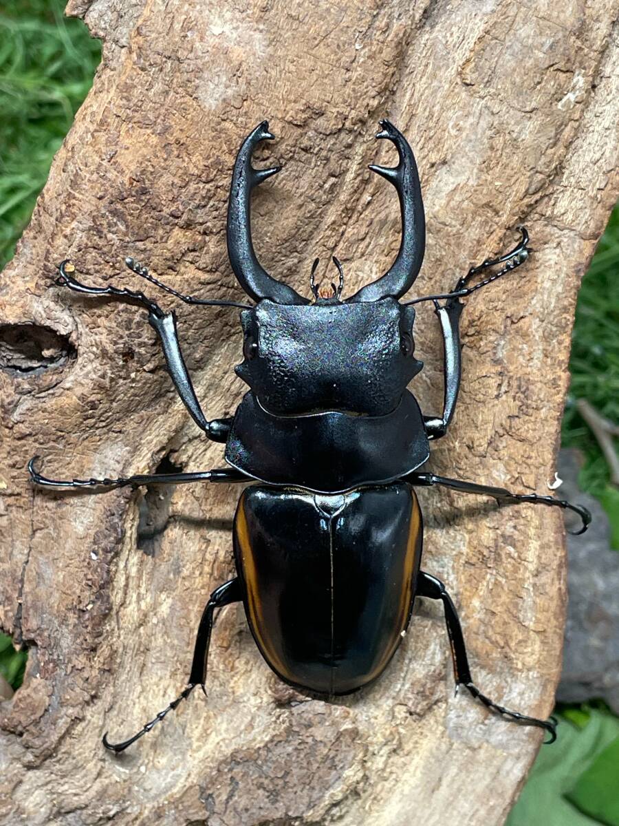 WILD スチーブンスツヤクワガタ♂７０．０ミリペア 亜種mamasaensis スラウェシ島 ママサ インドネシア便 A１の画像1