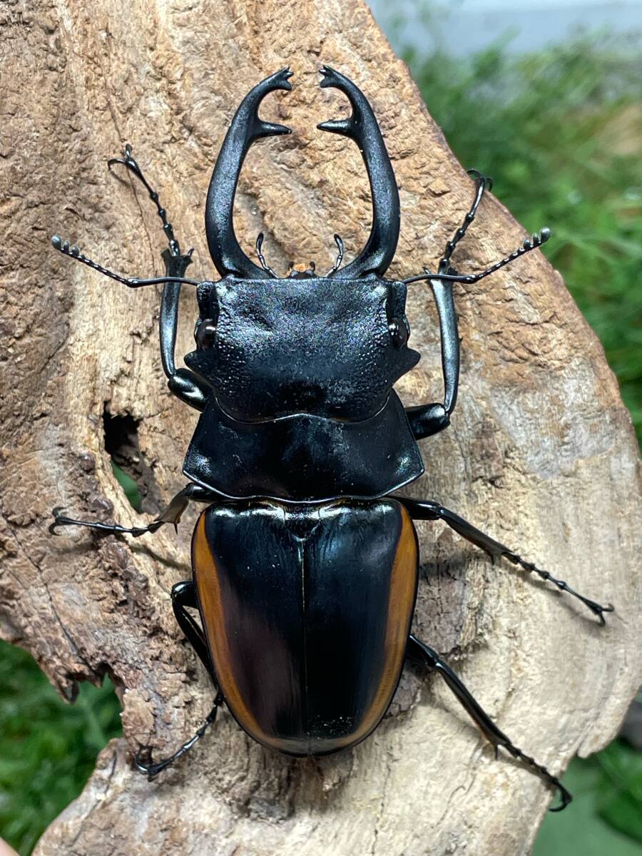 WILD スチーブンスツヤクワガタ♂７２．７ミリペア 亜種mamasaensis スラウェシ島 ママサ インドネシア便 A１の画像1