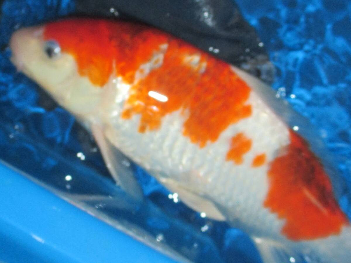 . colored carp ( goods judgement . for establish common carp )...22 year production 34., grape .( flat .. common carp place, small thousand .)420-3, animation have 