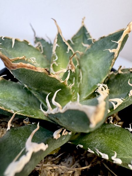 17 メリクロン苗 Agave titanota Oaxaca from Arizona アガベ チタノタ　オアハカ　メリクロン　_画像7