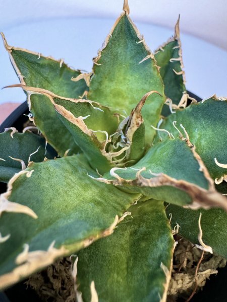 17 メリクロン苗 Agave titanota Oaxaca from Arizona アガベ チタノタ　オアハカ　メリクロン　_画像4