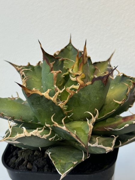 17 メリクロン苗 Agave titanota Oaxaca from Arizona アガベ チタノタ　オアハカ　メリクロン　_画像9