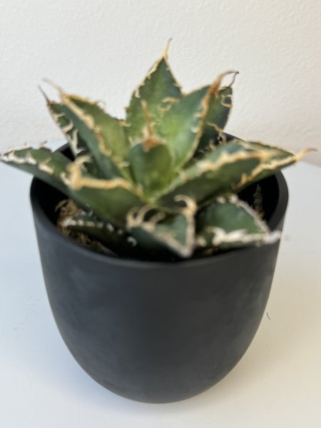 17 メリクロン苗 Agave titanota Oaxaca from Arizona アガベ チタノタ　オアハカ　メリクロン　_画像5