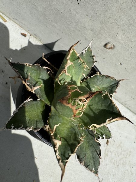 27 メリクロン苗 Agave titanota Oaxaca from Arizona アガベ チタノタ　オアハカ　_画像8