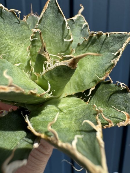 28 メリクロン苗 Agave titanota Oaxaca from Arizona アガベ チタノタ　オアハカ　_画像3
