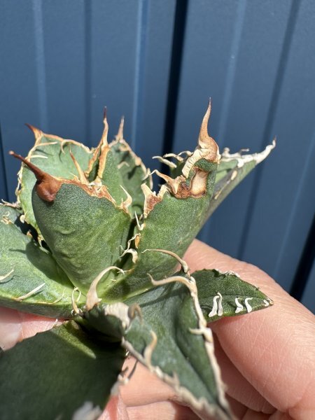 29 メリクロン苗 Agave titanota Oaxaca from Arizona アガベ チタノタ　オアハカ　_画像4