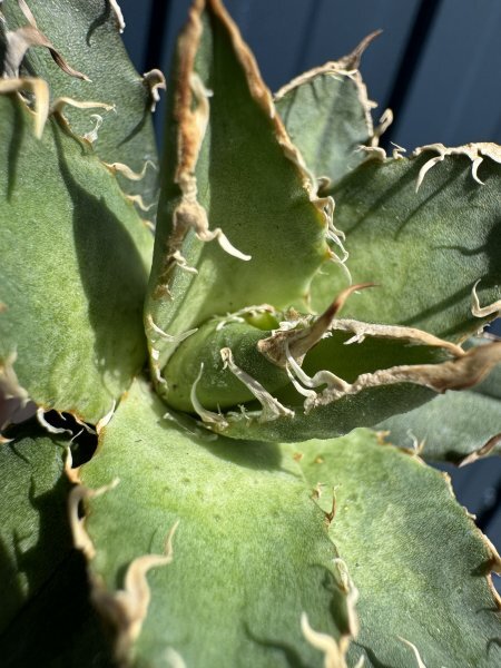 30 メリクロン苗 Agave titanota Oaxaca from Arizona アガベ チタノタ オアハカ の画像4