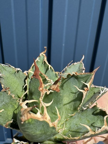 21 メリクロン苗 Agave titanota Oaxaca from Arizona アガベ チタノタ オアハカ の画像3