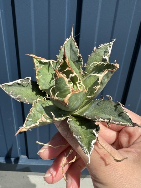 21 メリクロン苗 Agave titanota Oaxaca from Arizona アガベ チタノタ　オアハカ　_画像1