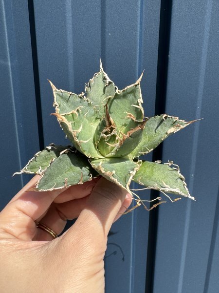 23 メリクロン苗 Agave titanota Oaxaca from Arizona アガベ チタノタ オアハカ の画像1