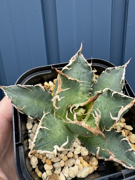 NO.33 メリクロン苗 Agave titanota Oaxaca from Arizona アガベ チタノタ オアハカ の画像5