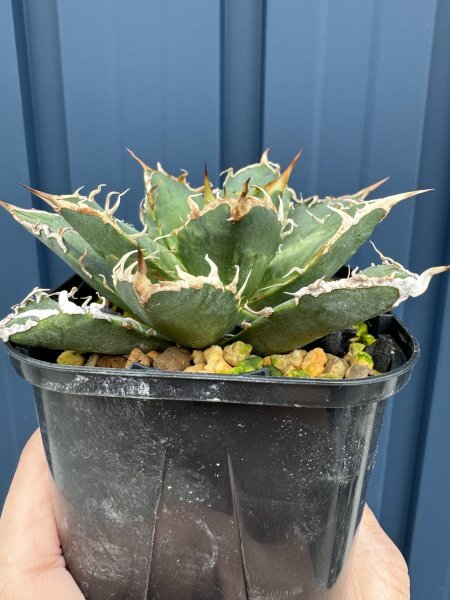 NO.35 メリクロン苗 Agave titanota Oaxaca from Arizona アガベ チタノタ オアハカ の画像5