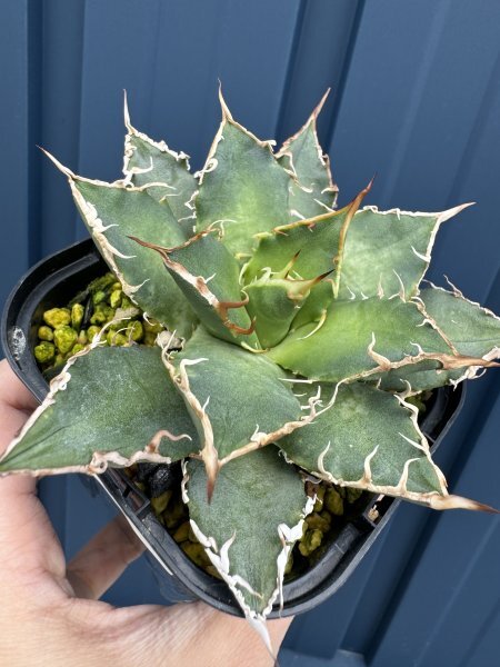 NO.35 メリクロン苗 Agave titanota Oaxaca from Arizona アガベ チタノタ オアハカ の画像7