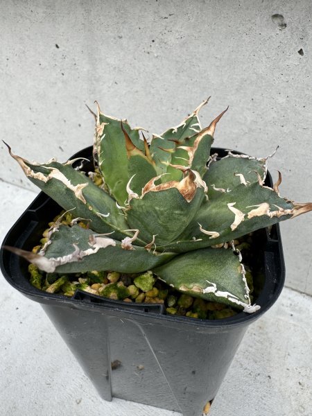 NO.37 メリクロン苗 Agave titanota Oaxaca from Arizona アガベ チタノタ オアハカ の画像5