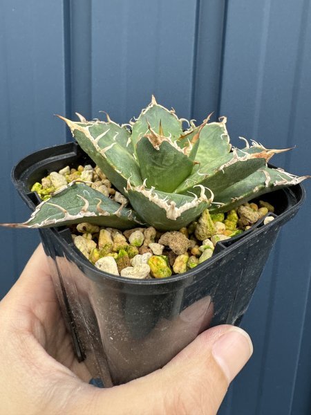 NO.39 メリクロン苗 Agave titanota Oaxaca from Arizona アガベ チタノタ オアハカ の画像9