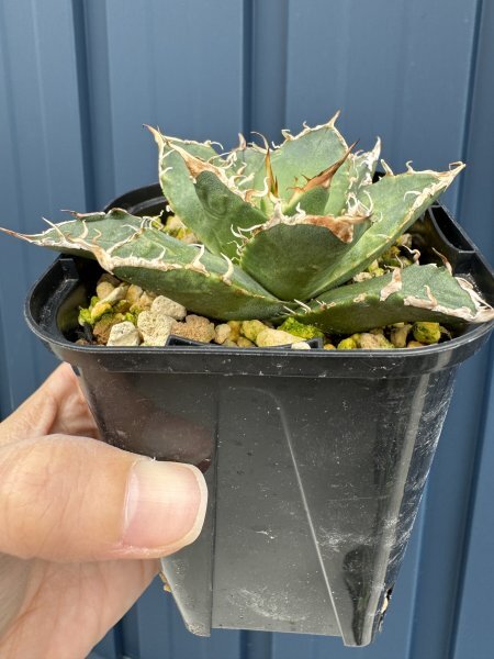 NO.39 メリクロン苗 Agave titanota Oaxaca from Arizona アガベ チタノタ オアハカ の画像5