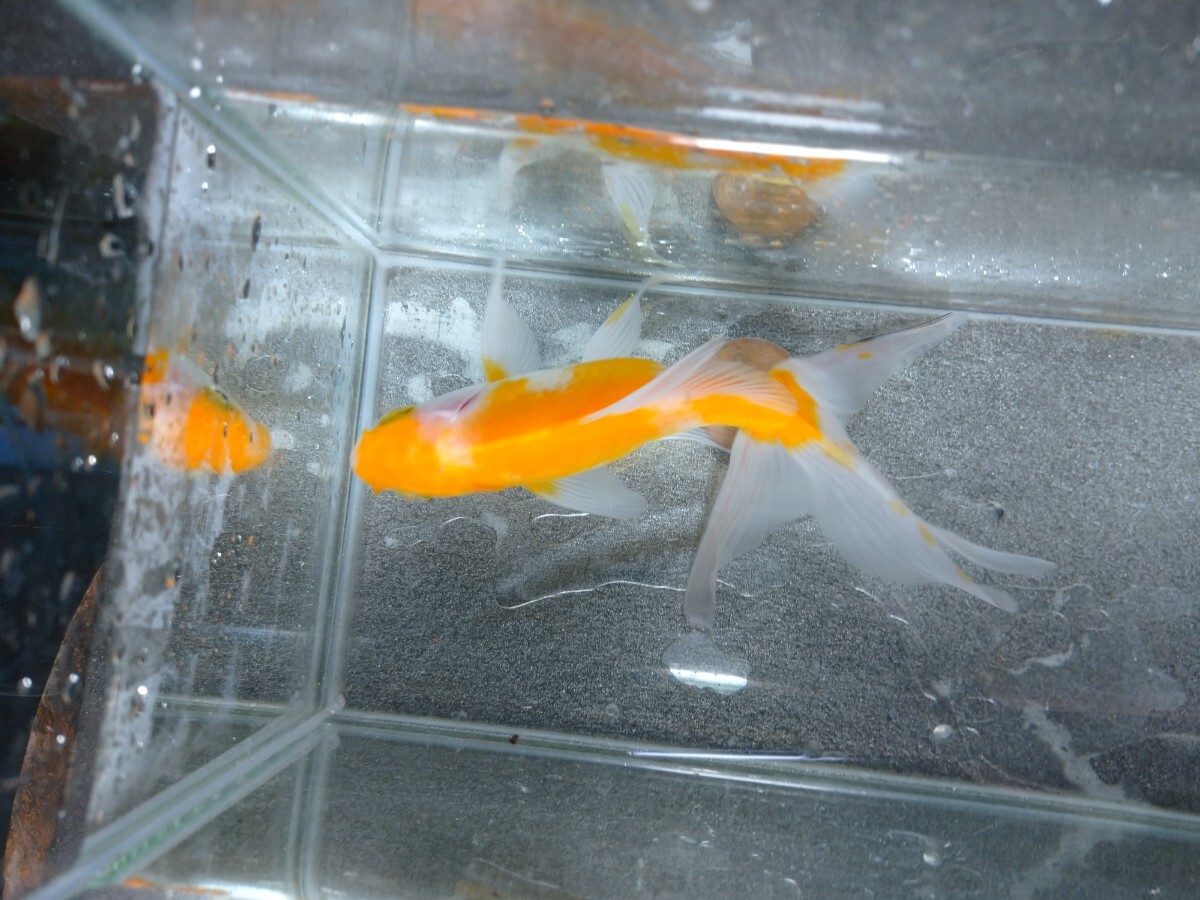 おぎの養魚場 珍種！ 黄桜和唐内 約14cm 荻野養魚場の画像10