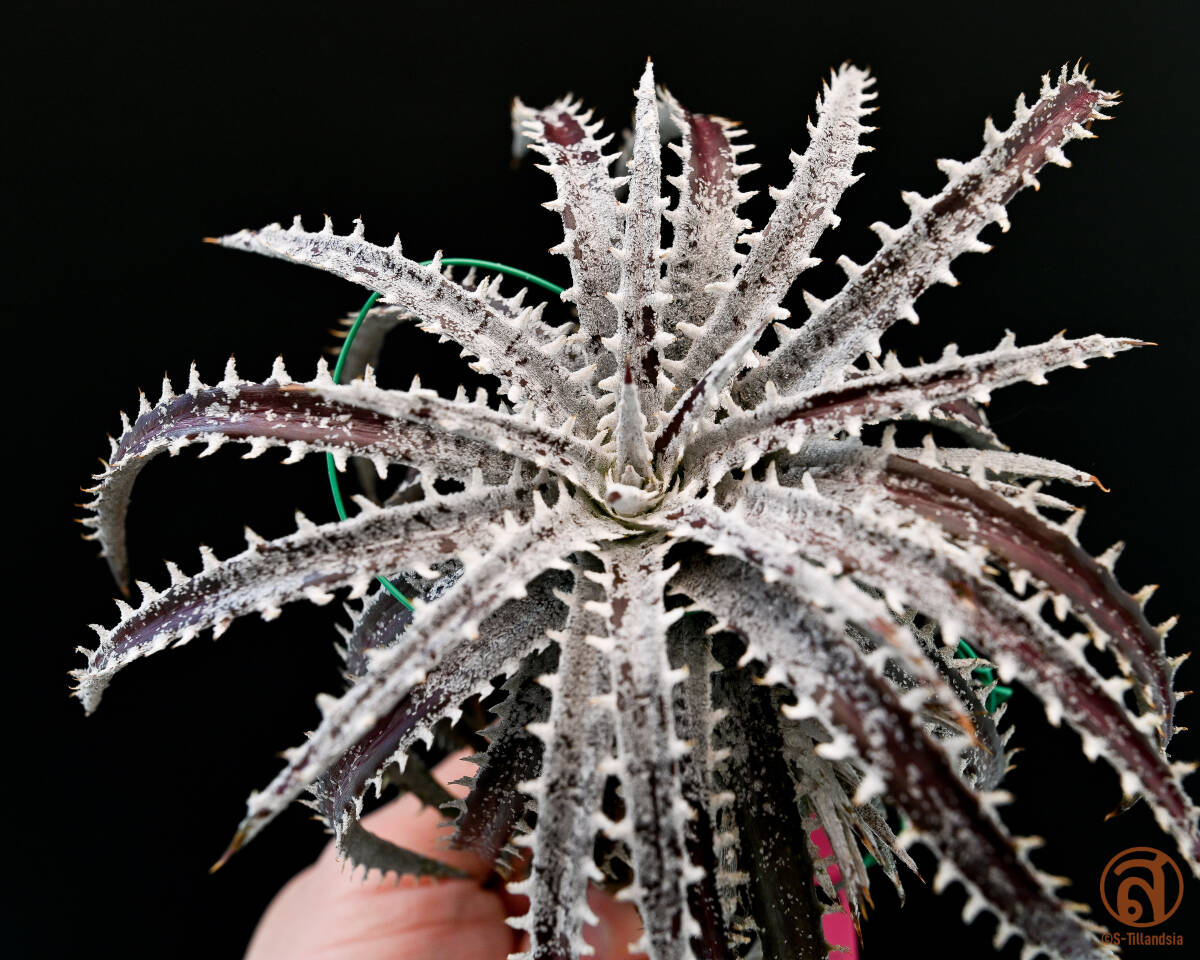 S-Dyckia -ディッキア-5-★★★★★★Fosteriana "Brazil Constantino clone"★★★★★★の画像3