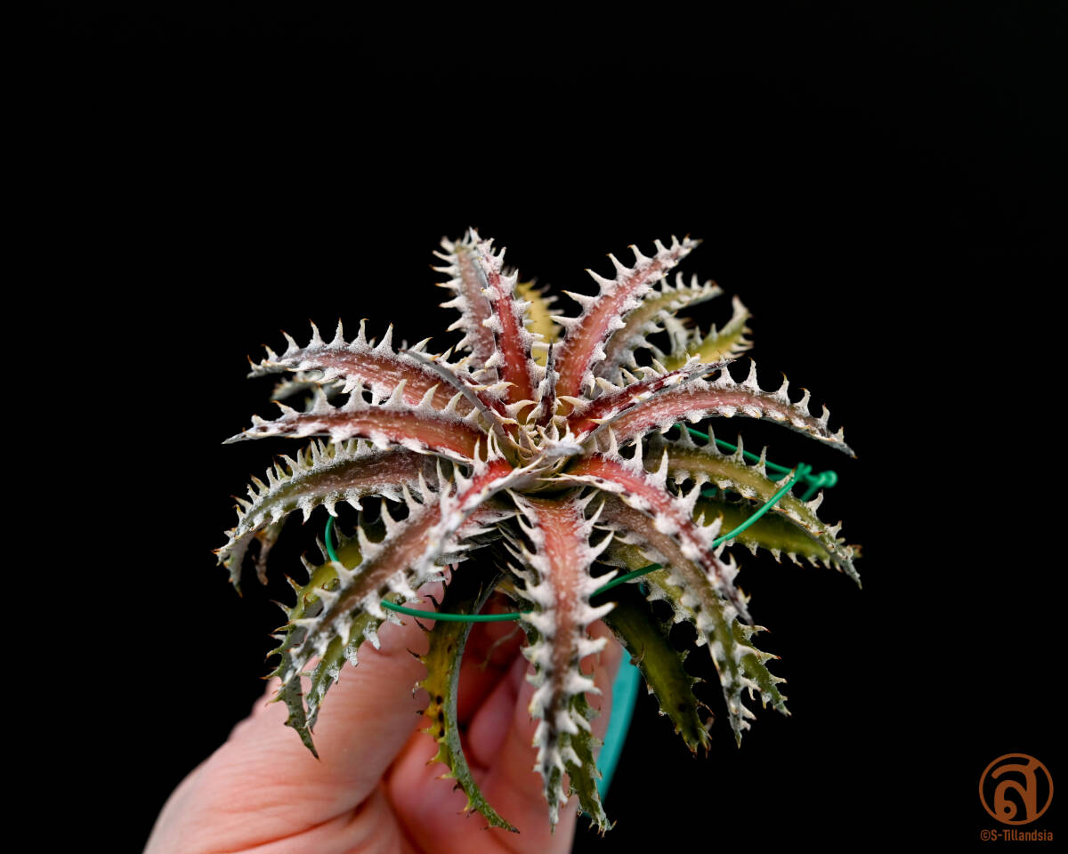 S-Dyckia -ディッキア-13-Fosteriana x Southern Star_画像3