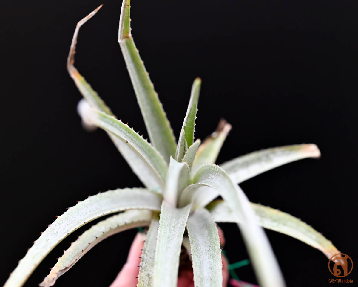 S-Dyckia -ti Kia -3-******Species Piu-Piu******