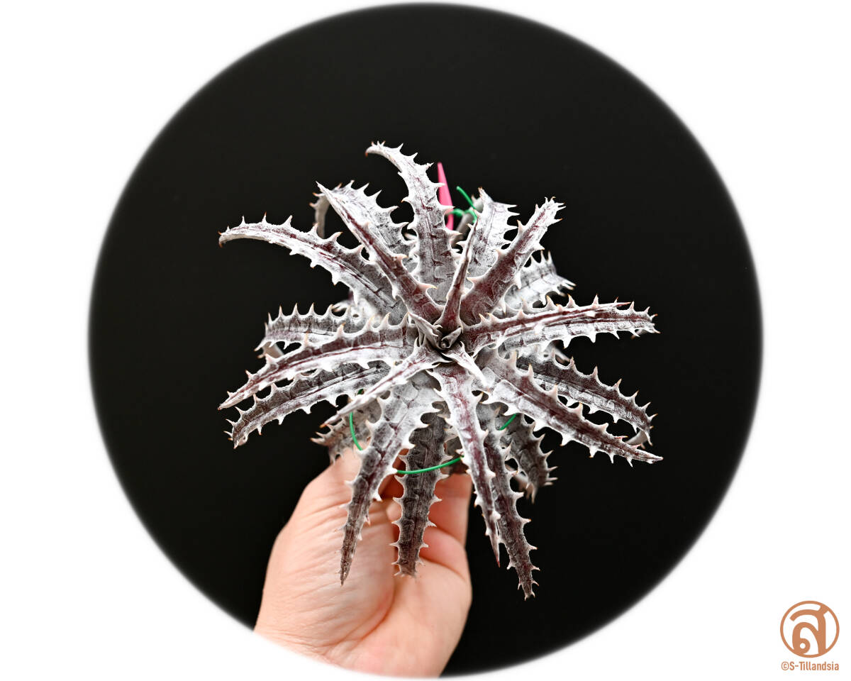 S-Dyckia -ディッキア-14-Goehringii Red clone x Mercuryの画像1