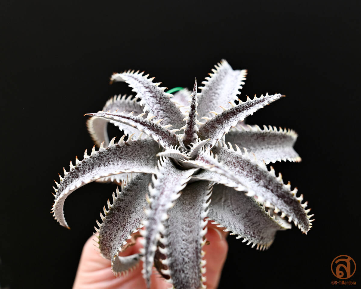 S-Dyckia -ti Kia -17-Wasabi x Bone