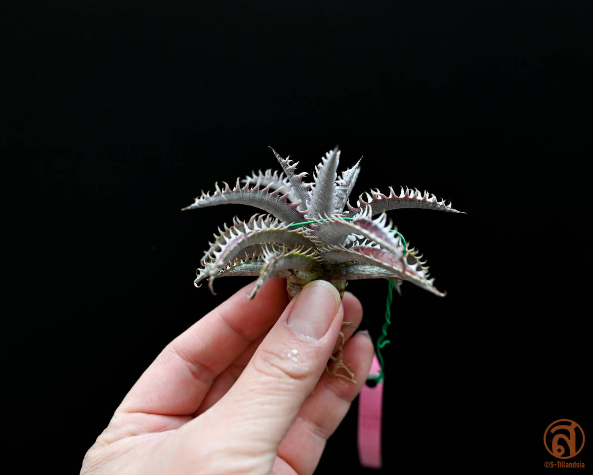 S-Dyckia -ディッキア-25-Red lotus x Southern Starの画像2
