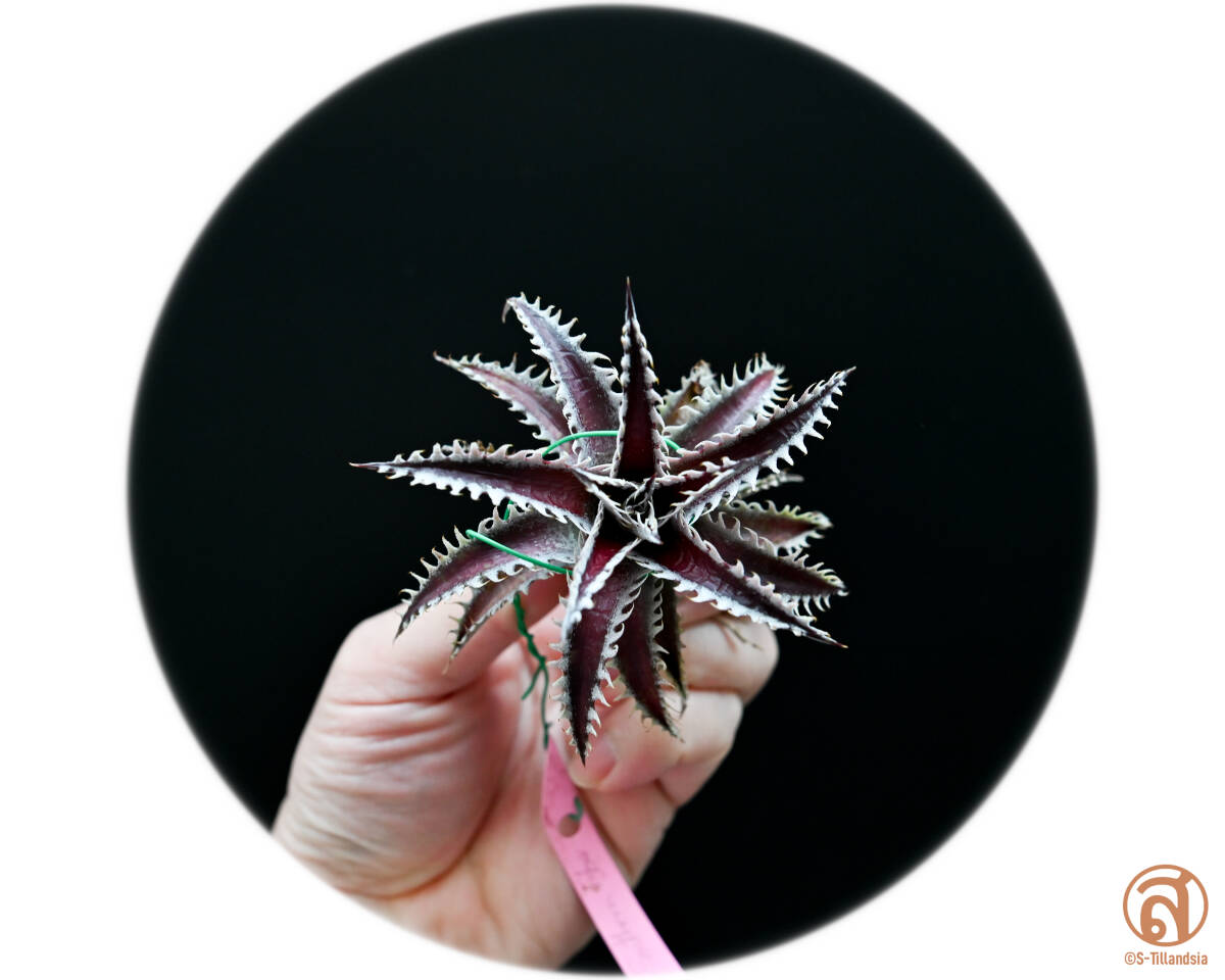 S-Dyckia -ディッキア-25-Red lotus x Southern Starの画像1
