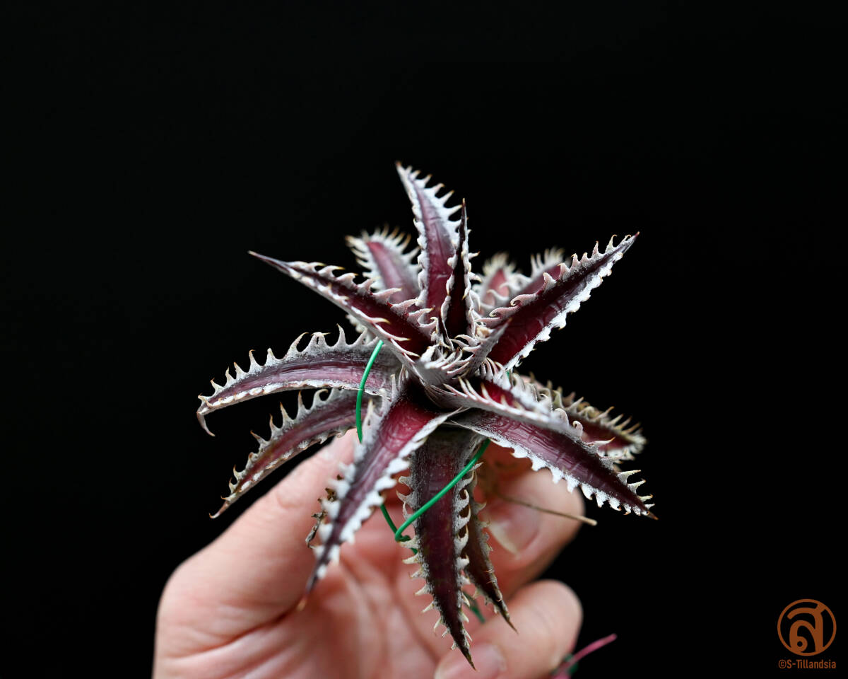 S-Dyckia -ディッキア-25-Red lotus x Southern Starの画像3