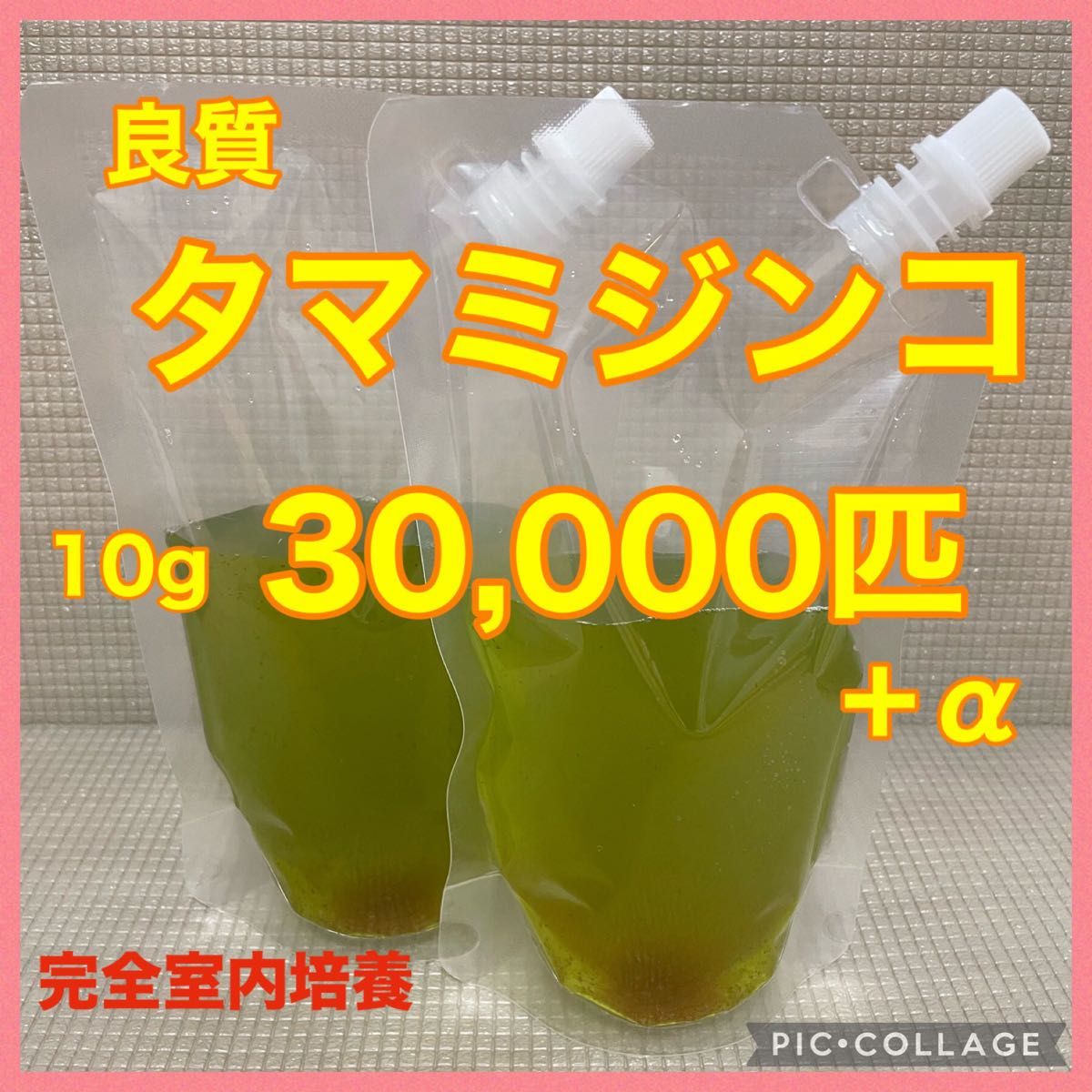 送料無料　良質　タマミジンコ　30,000匹　生き餌　加温メダカ　金魚　らんちゅう　色揚げに　産卵促進　栄養満点　育成スピードUP